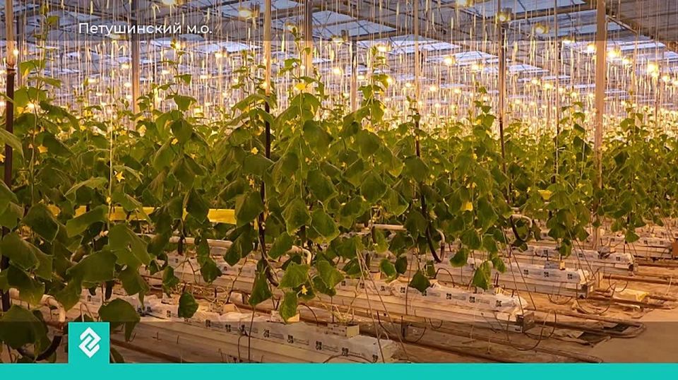 В Петушинском муниципальном округе тепличный комбинат планирует расширяться и перейти на выращивание новых культур