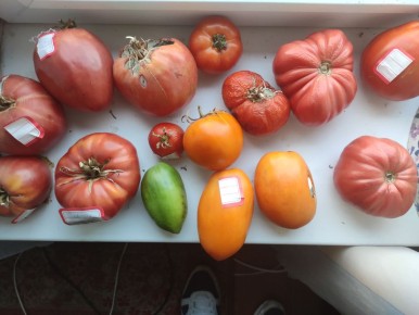 ������ � �������� F1: ���� � ������ ��� �����������