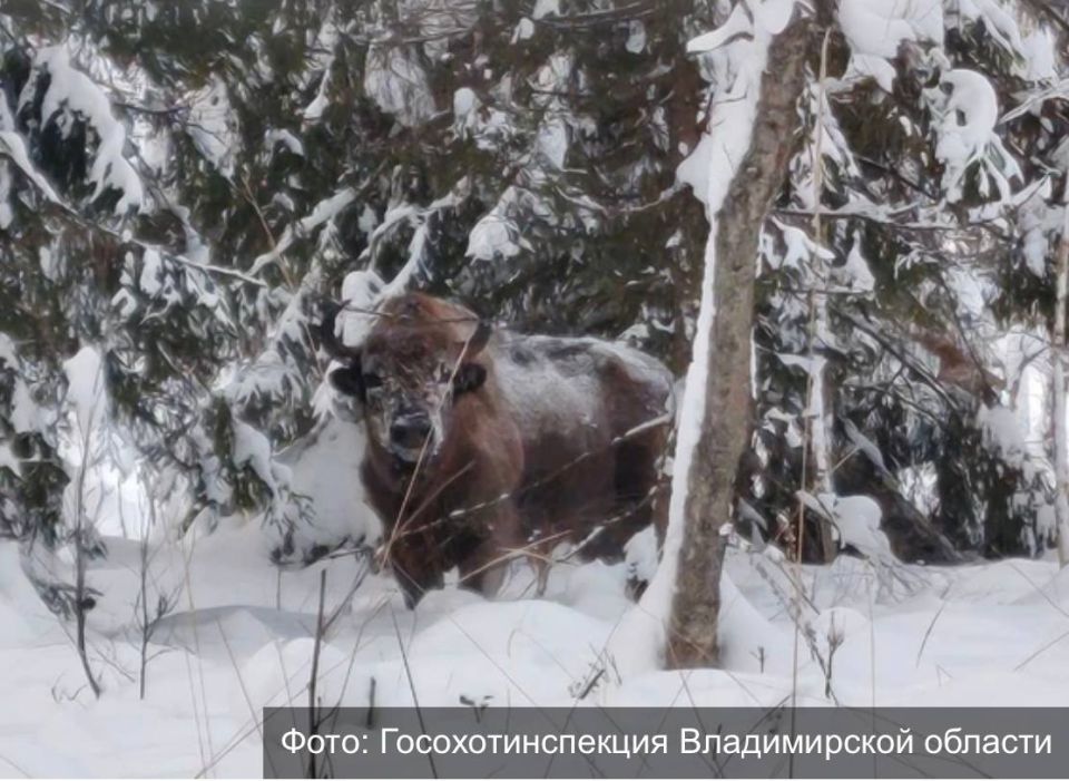 ��� �� ��������: � ������� ���������� ���������� ������� �� ����� ���������� ������������ �����