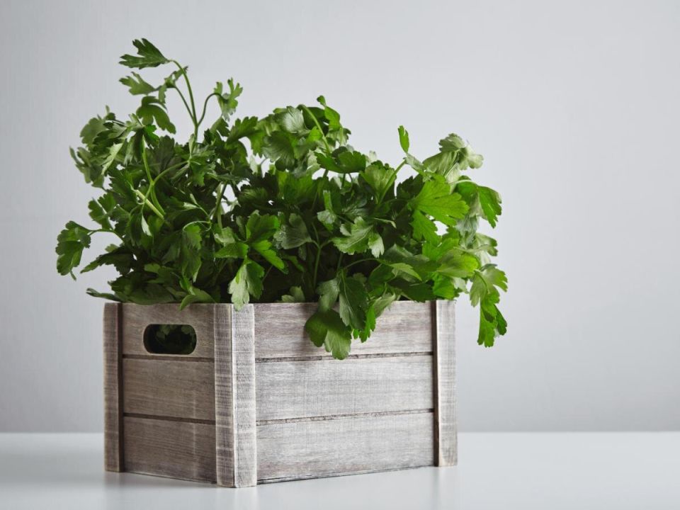 ��� ��������� ��������� �������� � �������� �������� �����