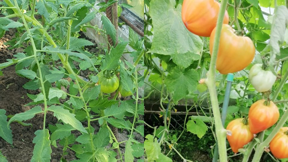 ��� 12 ������� �� ���������������� ������� ����������� ������ �� 67%