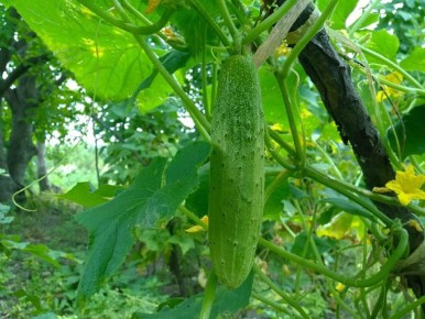 ������, ������� ������ ������� ��������: �� ���� ����� ���������� �� ����