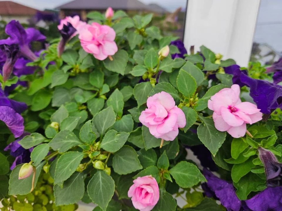 �������� ������������� ��� � ���� ����: 7 ��������, ������� ������ ������� ���