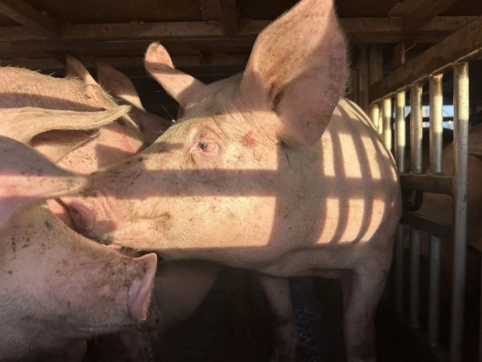 ������������ ����������� �������������� �� ������������ ������� �������� �������