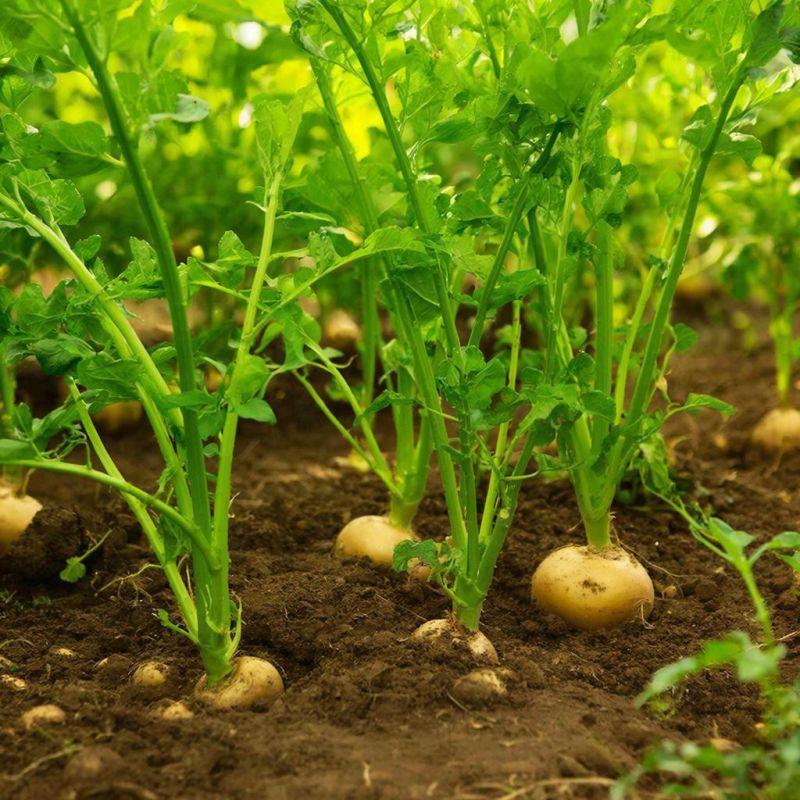 ����� �� ������������ �������: ����� �������� ������ ��������� ���������� ������