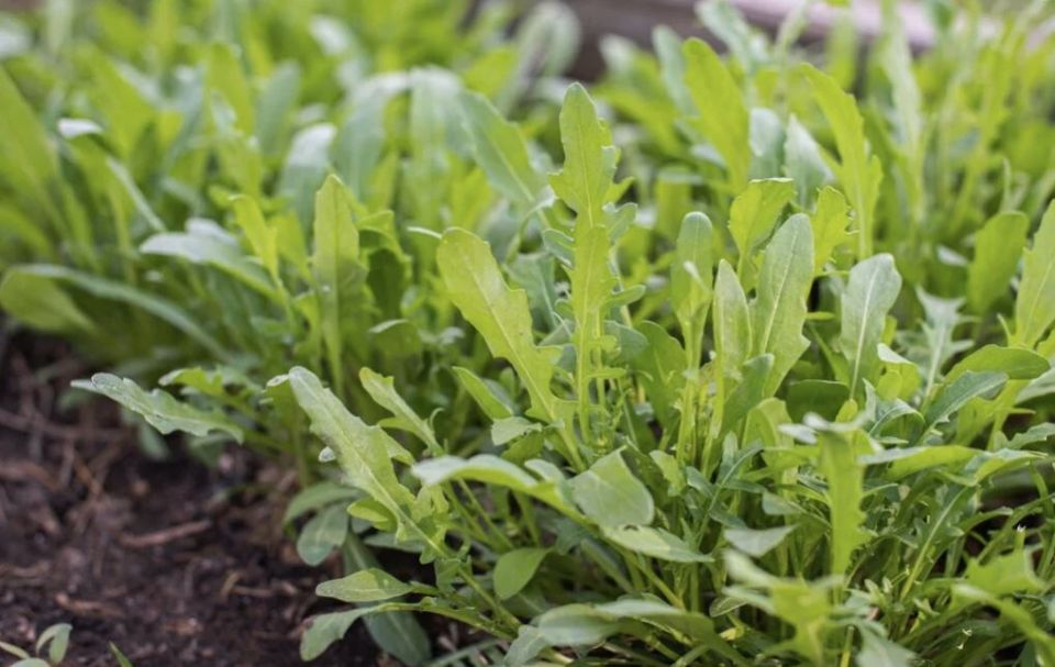 ������ �� �������: ��� ����� ������ ������� ��� �����