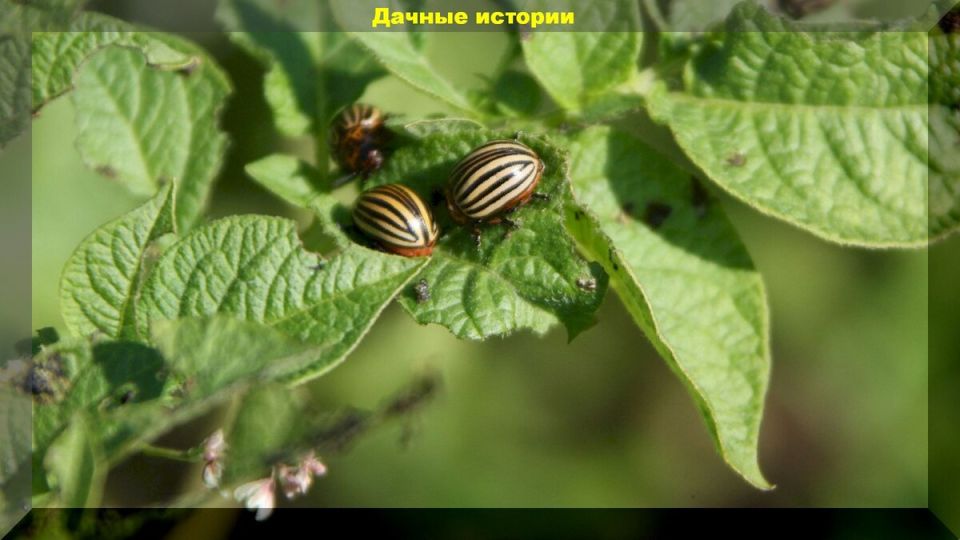 ��� �������� � ����������� ����� ��� �����: ���������� �� ����� �������� �������