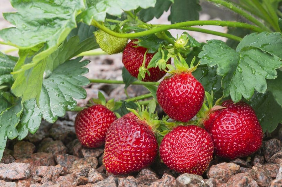 ������� ��������� ����������� ��������