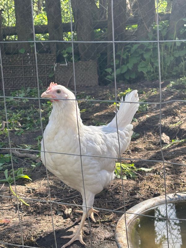 ������ ���� ��������� ������� � ��� ������� ������������?