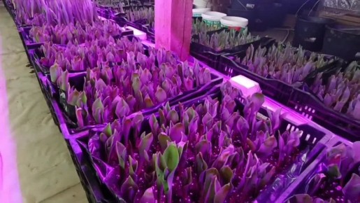 Представьте: за окном - февраль, снег, а вокруг – буйство красок и нежный аромат