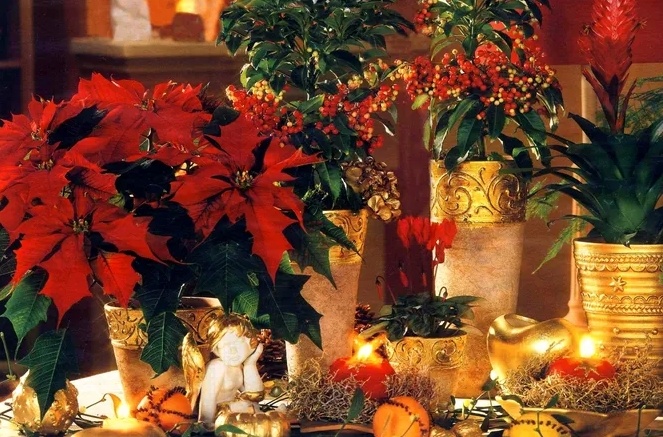 Как создать волшебный уют: используют зеленые растения для рождественского декора