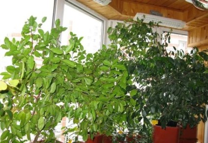 ��� ������� �������� �������� ��� �� ������: ���� � ������