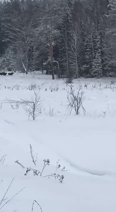 Перебежки сохатых засняли сотрудники госохотинспекции