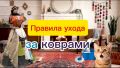 Правила ухода за коврами и выбор чистящих средств