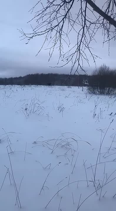 Этих лесных красавцев засняли сотрудники Госохотинспекции в Ковровском округе