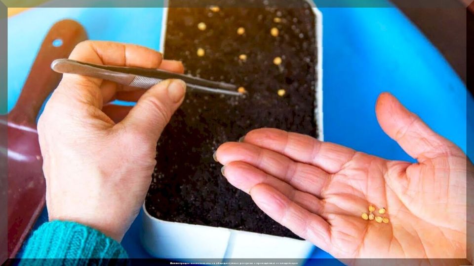 ��� �������� ������� � ��������: ����������� ������ ��� ���������