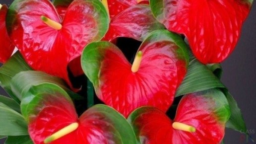 ������� ���������� �������� �������: ��� ���������� � ���������