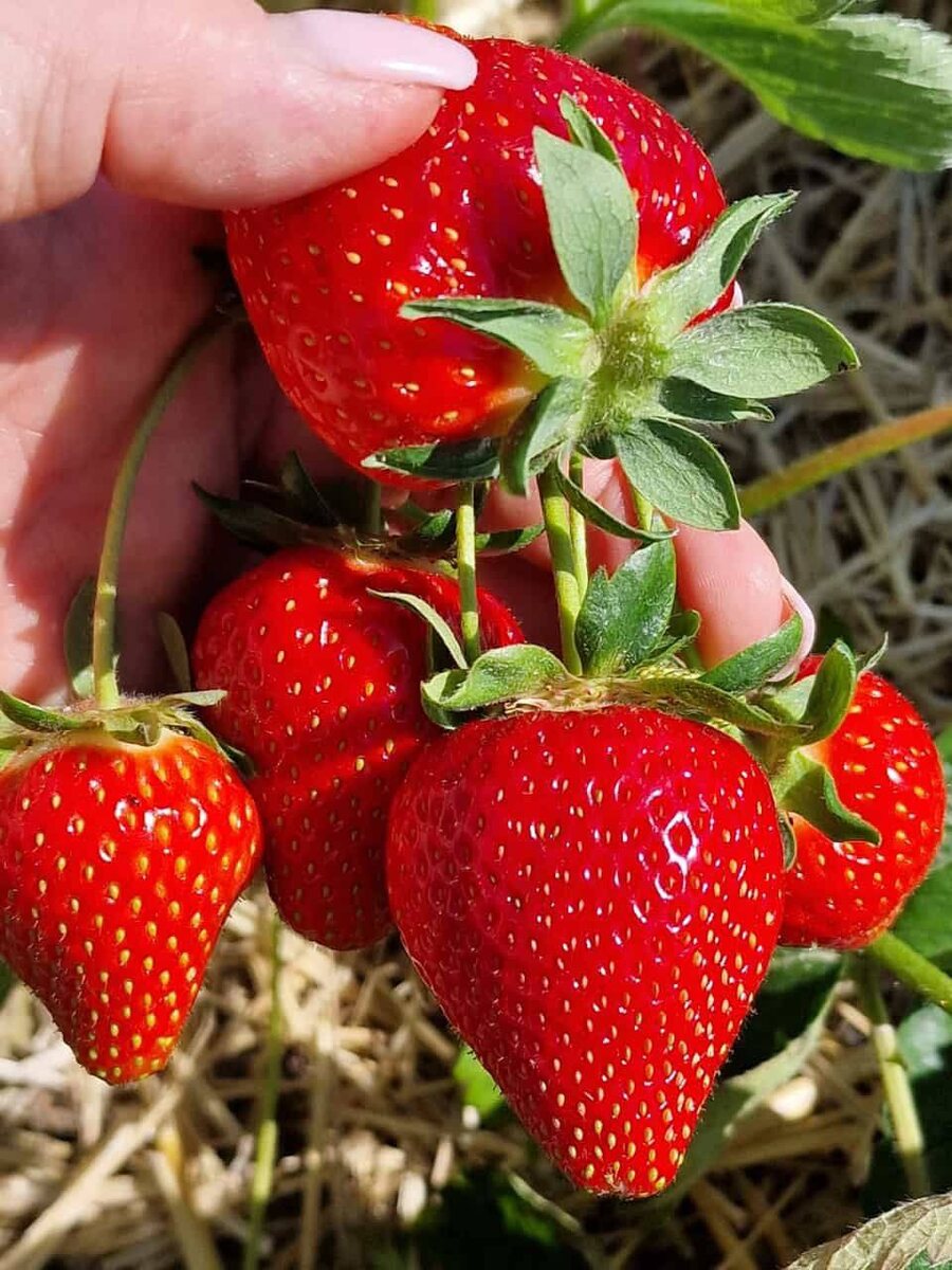 Как обеспечить клубнику крепким урожаем: секреты августовской подкормки