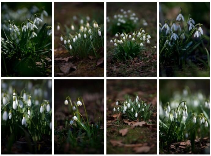 Подснежники: весенние посланцы природы и факты о них, которые вас удивят