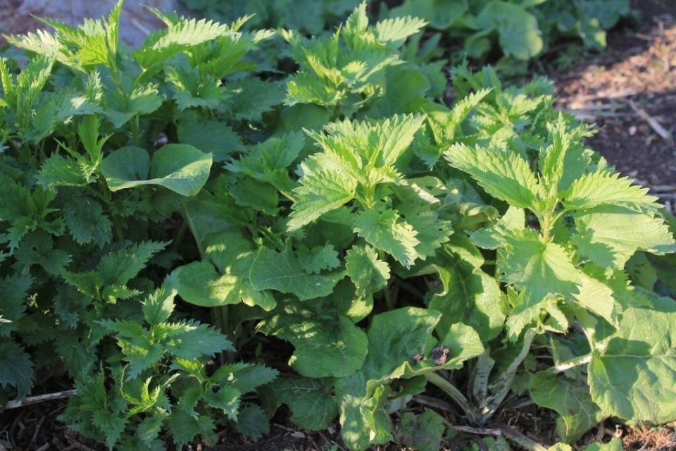 �������: �� ������ ���������� ������, �� � ������������� ��������