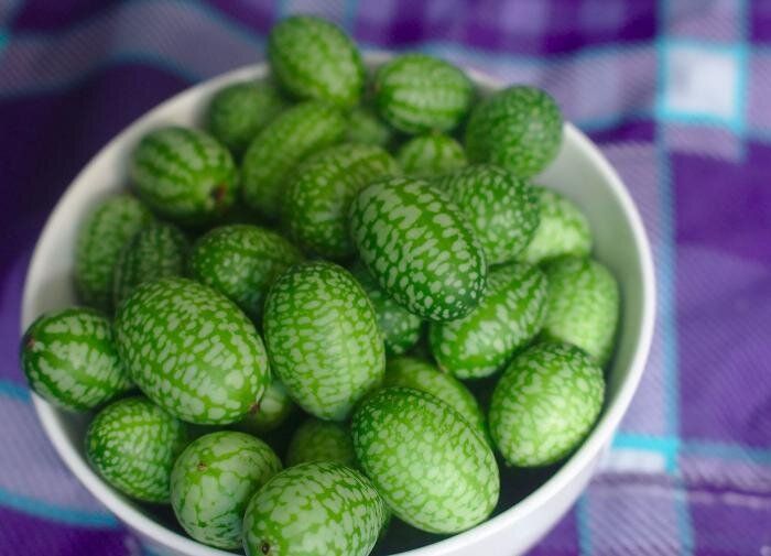 Почему мелотрия шершавая становится хитом дачных участков?