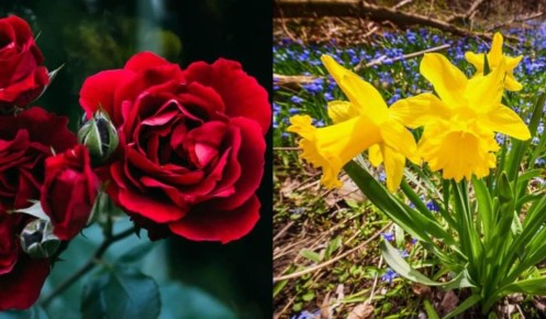 ��������� ��������: ����� �������� ������������� ��� ����� ��������?