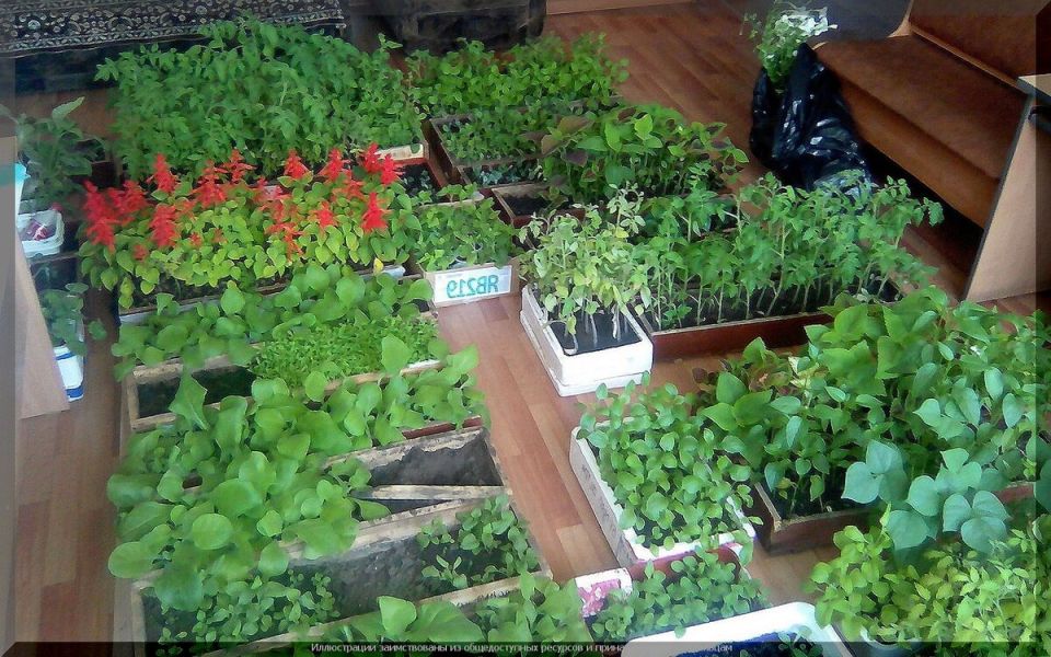 ������ ��������� ����������� ������� ��� ���������� �����������