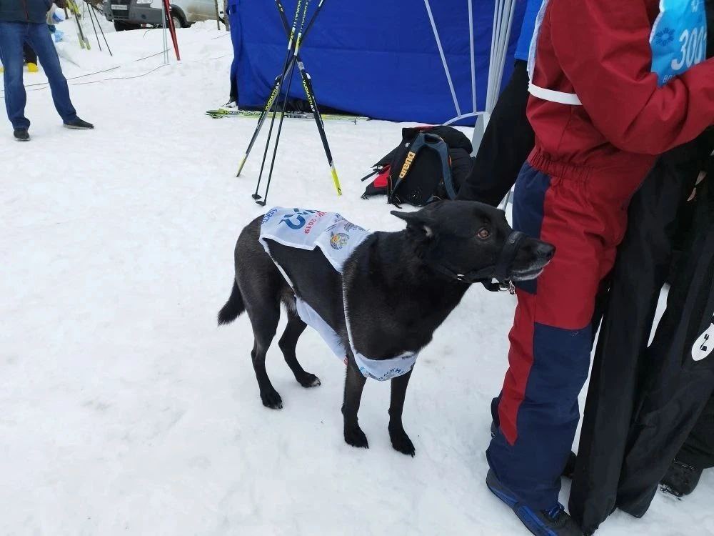 «Лыжня России-2026» во Владимирской области объединила более 12000 человек «Лыжня России-2026» во Владимирской области объединила более 12000 человек