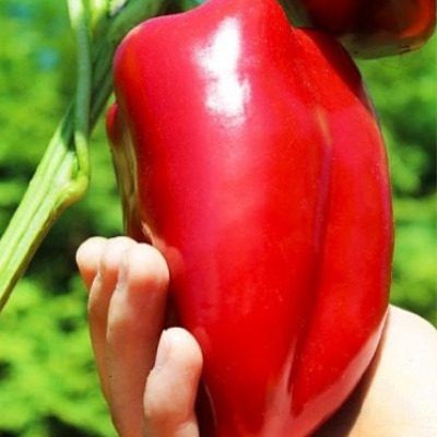 ����� ������: �������� � ��������� �����, ������� ��������