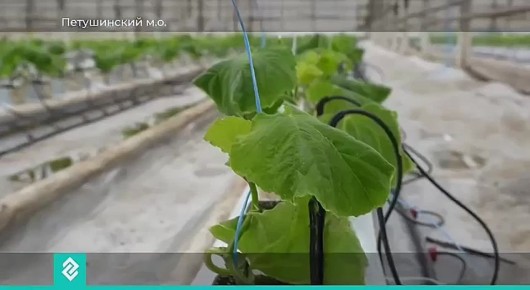 В поселке Вольгинский появилось новое тепличное хозяйство по выращиванию огурцов