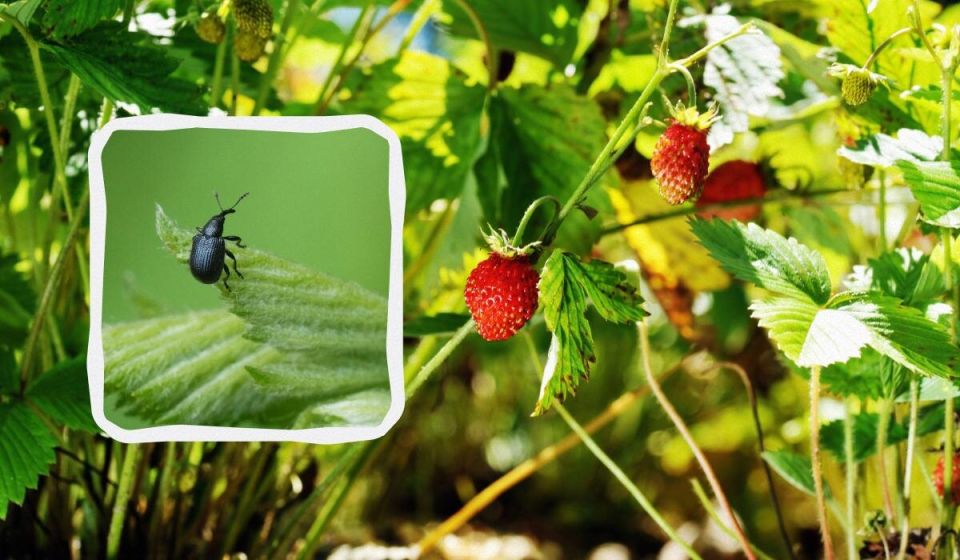 ��� �������� ����������� �� ��������: ������� � ����������� ������