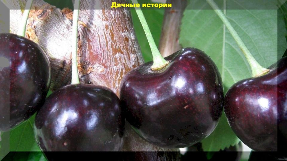 ��� ��������� ������� ������� � �������� ������� ������: ������� ��������� �����������