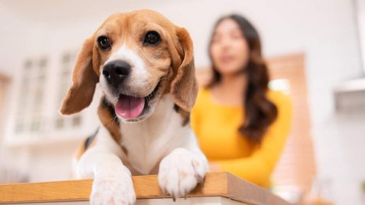 Заблуждение о конфискации домашних животных: правда о действиях судебных приставов