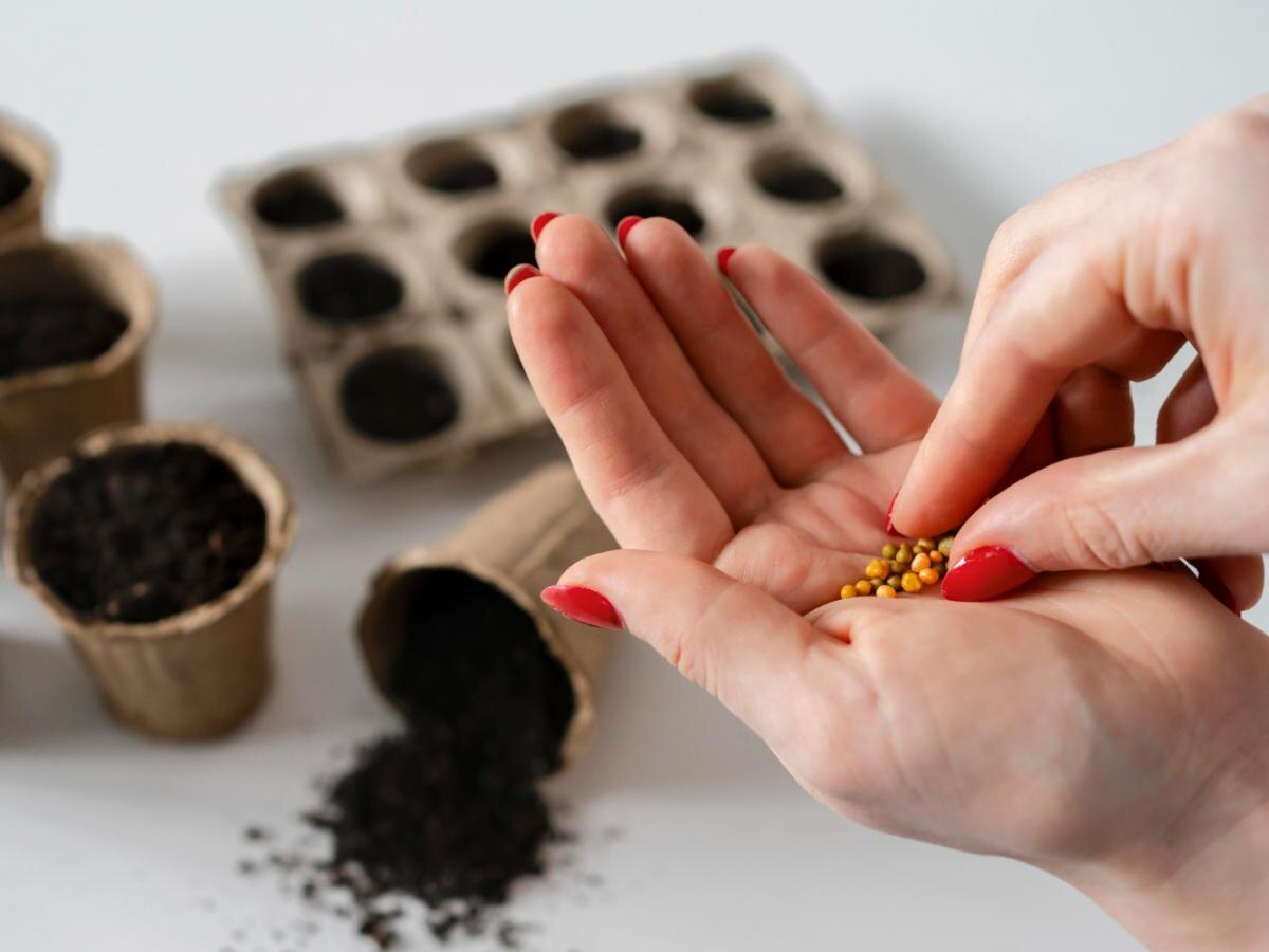 Как плазменная обработка семян меняет агросектор