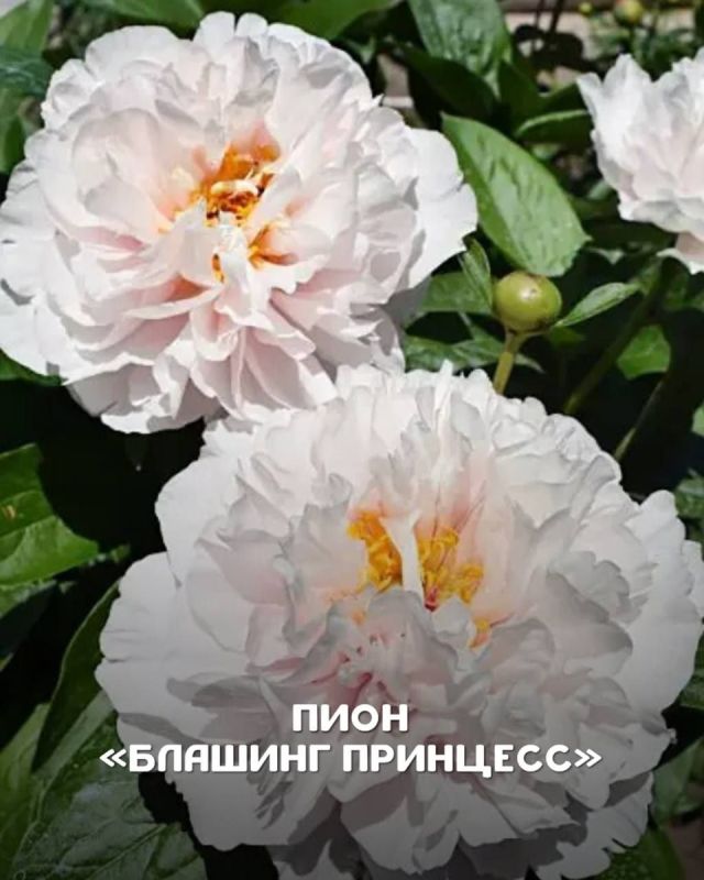 ����� ����� ������: ��������� ��� ������ ����