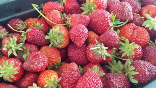 Сколько стоит ведро бесплатной клубники: неожиданные траты и курьёзы