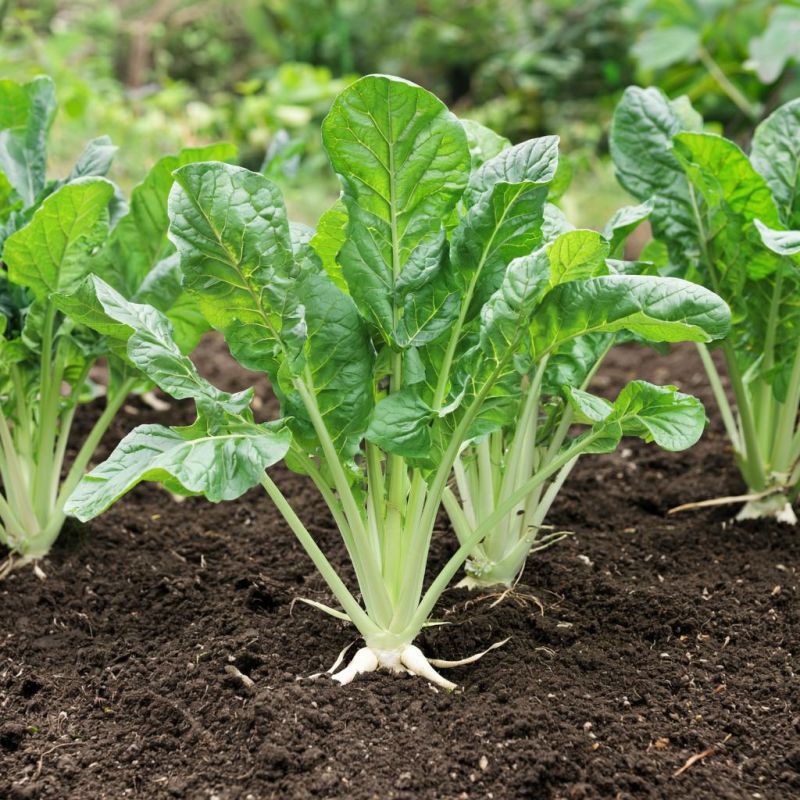 ��� ��������� ����: ������� �� ��������������