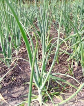 ���������� ����� ��� ������� ����: ��� �������� ���������������� ������