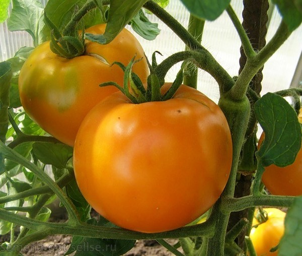 Оранжевые помидоры: новое измерение вкуса и цвета на вашем столе