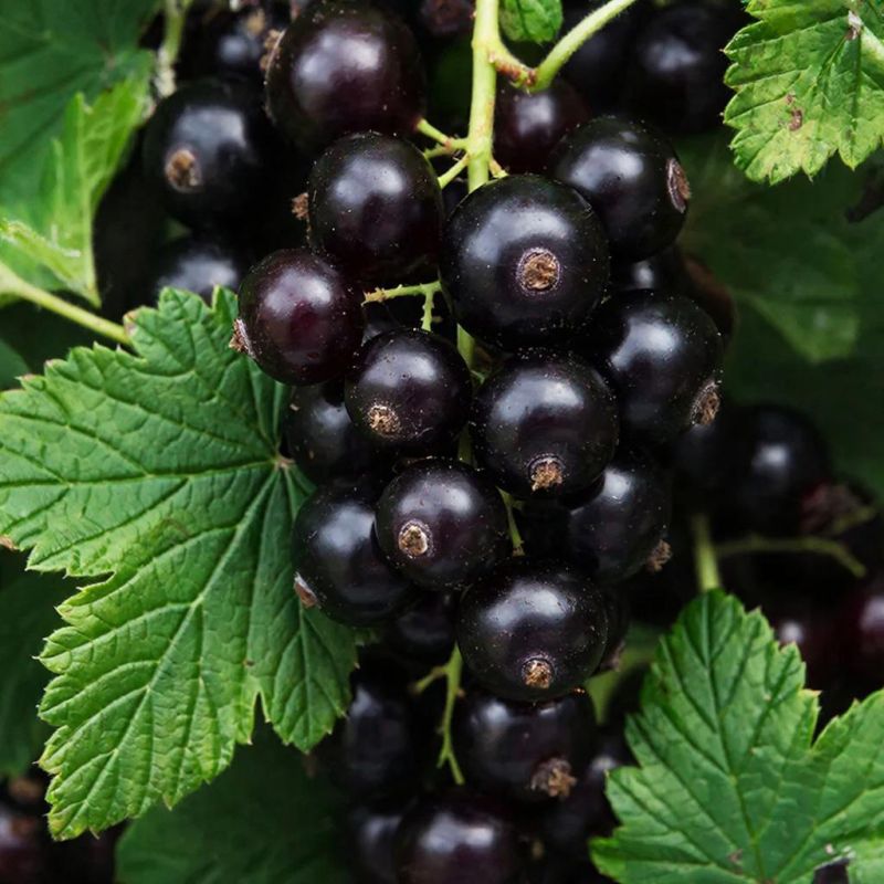 ���� ��������� �� ������� �������: ����� ��������� ��������� � ������