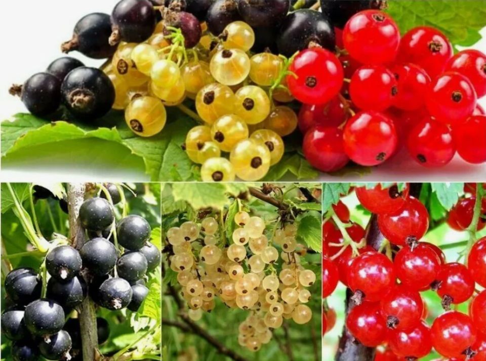 ������, ������� ����� �������� ��� ����� �� ����������, ����� �� �������� ������