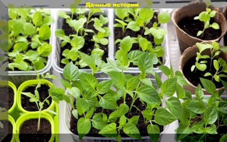 ��� ��������� �������� �������: ������ ��� ���������� ��������