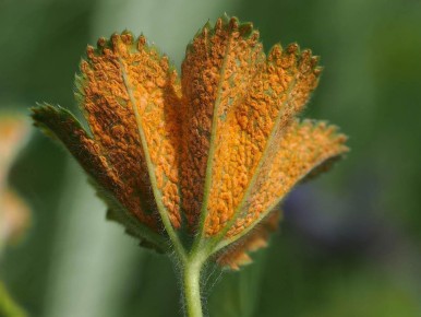 Грибные или бактериальные инфекции: как их различить?