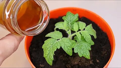 Как сделать рассаду толстой и крепкой за один день: советы профессионала