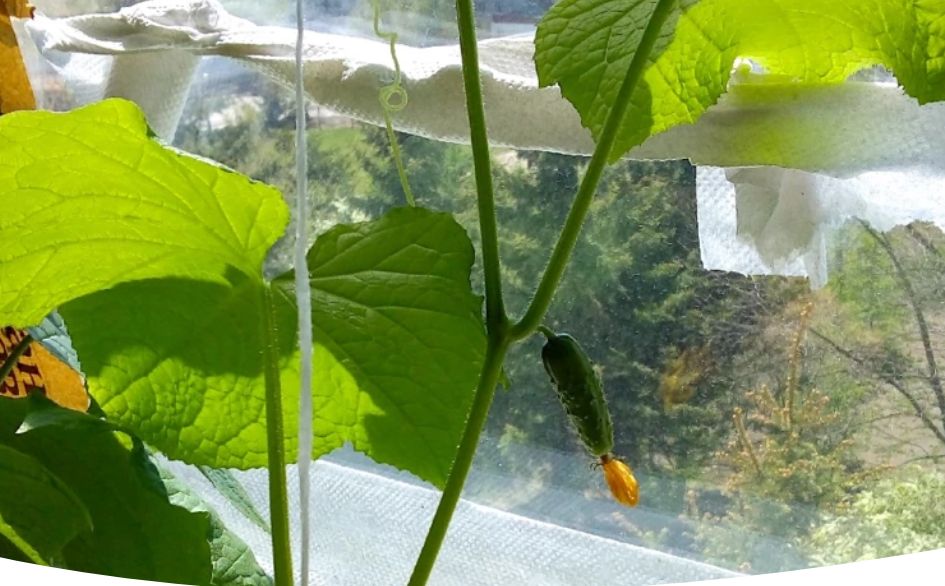 ��� ��������� ������ �� �����������: ������� ��������� ������