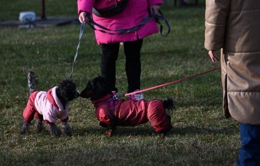 ������������ � ����������� �������� � �������� ���������� �������� ���� ����������