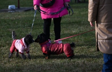 ������������ � ����������� �������� � �������� ���������� �������� ���� ����������