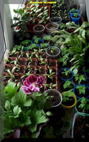 Первые шаги начинающего дачника: интересные советы по выращиванию