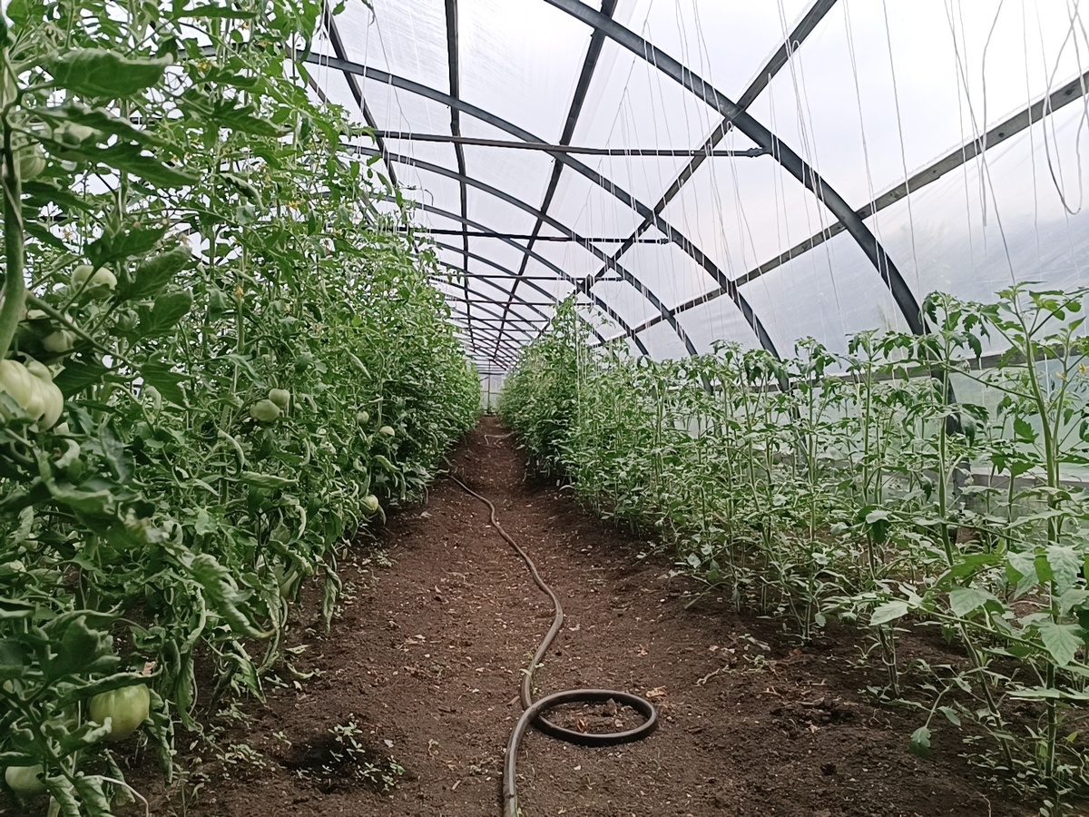 Детерминантные томаты: компактные помощники для вашей теплицы