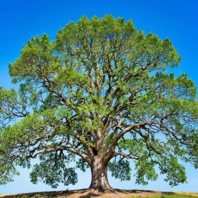 ������� ���� �� ������: ��� �������� ������ � ������� ��������